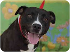 Star  from Staten Island, New York, is a black lab mix like Margo.
