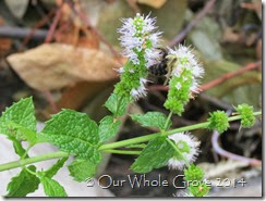 bee and mint flowers