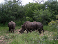 Rhino - Thornybush Reserve, Kruger NP
