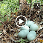 IMG_0112-MOTION.gif