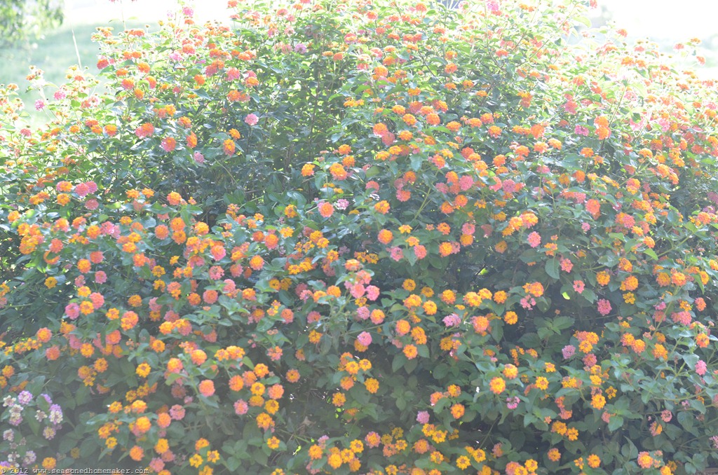 [DSC_3061%255B4%255D.jpg]