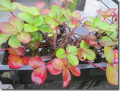 IMG_0948 IMG_0948
