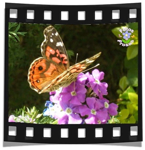 Borboleta cabeçalho