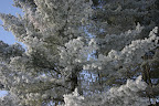 Frosted pine needles