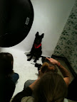 Keeping a super model's attention for long enough to get the shot is a skill in and of itself!
(See animal details at link below blog post- The Humane Society of NY)