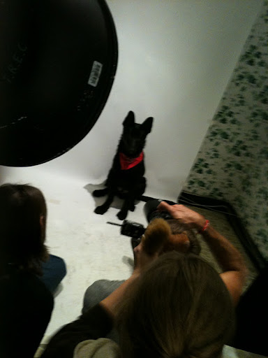 Keeping a super model's attention for long enough to get the shot is a skill in and of itself!
(See animal details at link below blog post- The Humane Society of NY)