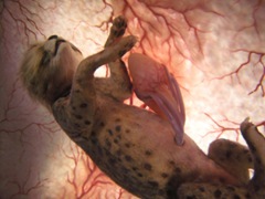 top-ten-amazing-animals-in-womb-cheetah1
