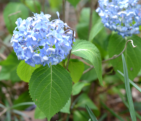flowers_2 flowers_2