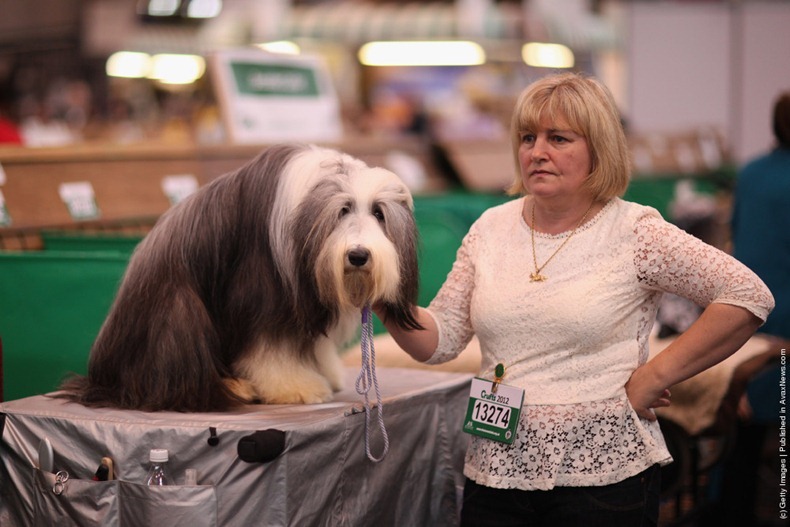 crufts-2012-19