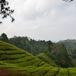 Cameron Highlands