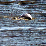 Baleia Beluga um presente inesperado a caminho de Anchorage