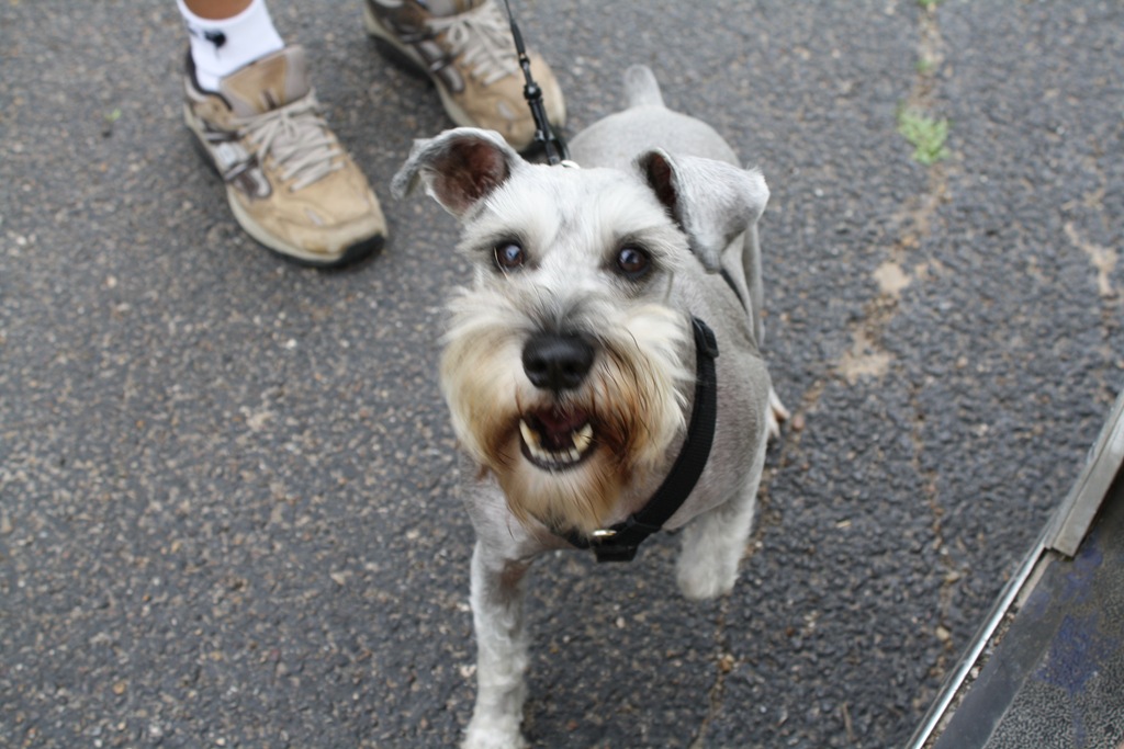 [dogs%2520and%2520such%2520015%255B4%255D.jpg]