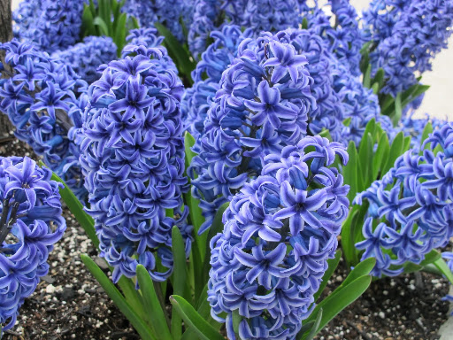 How can you not stop and admire these beauties?