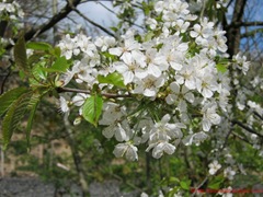 IMG_0067