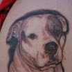 Bully Dog