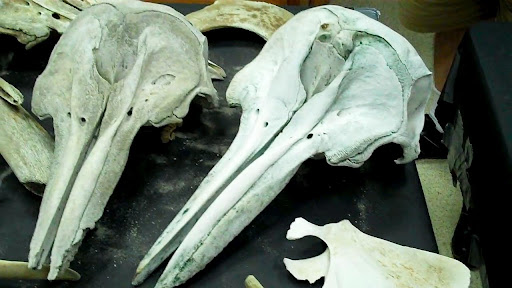 Dolphin skulls at LUMCON