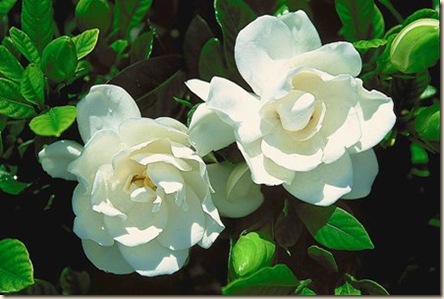 Gardenia-3