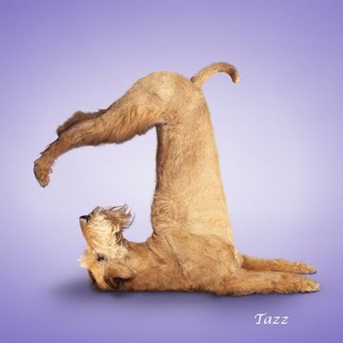[Yoga-dogs-12%255B3%255D.jpg]