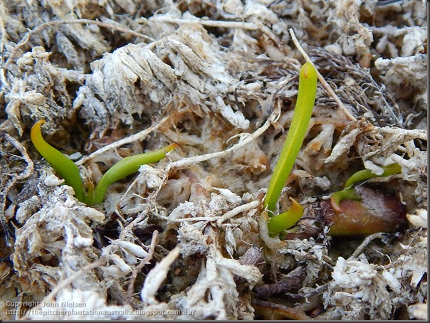 Darlingtonia stolons