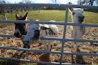 Did you know that the charming equine that we call a donkey is rightfully called an ass?  In the late 18th century, the word donkey was substituted for ass, differentiating it from arse, meaning 'derriere,' which was considered rude.
