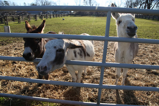 Did you know that the charming equine that we call a donkey is rightfully called an ass?  In the late 18th century, the word donkey was substituted for ass, differentiating it from arse, meaning 'derriere,' which was considered rude.