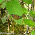 Hesperiidae%25252c%252520celaenorrhinus%252520pulomaya%25252c%252520multispotted%252520flat