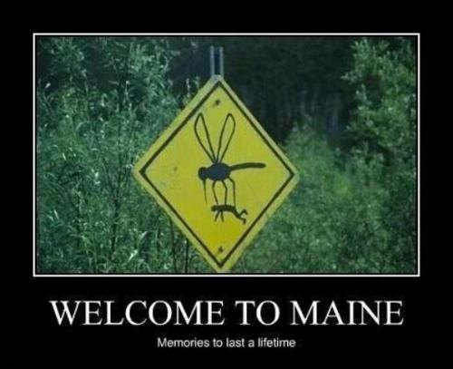 [Maine%2520mosquitos%255B3%255D.jpg]