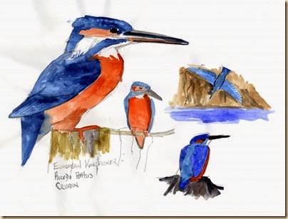 kingfisher517 kingfisher517