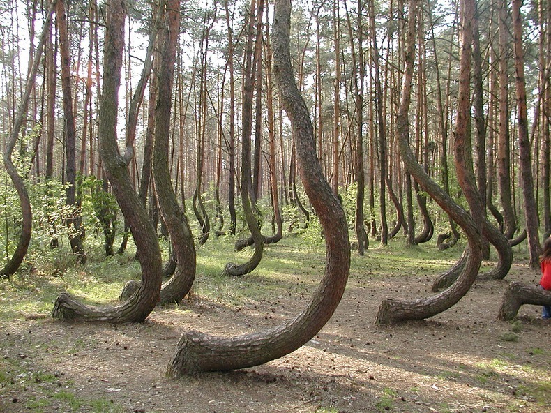 crooked-forest-6