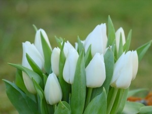 [1382137_white_tulip6.jpg]