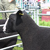 GLAShow 2012 020.jpg