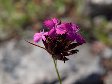 P7036119