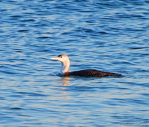 12. red-throated loon-kab