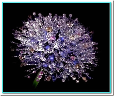 Gota de delicadeza Gota de delicadeza
