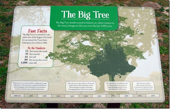 Big Tree Info