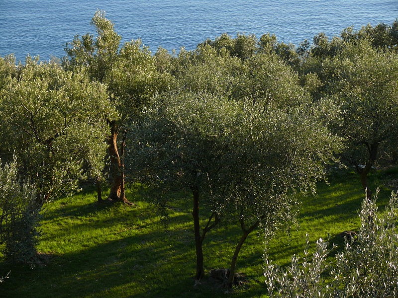 [Olivi_in_Liguria%255B6%255D.jpg]