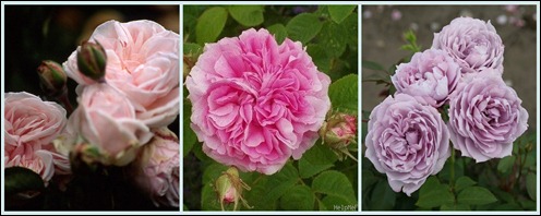 Rose Tuicentrum