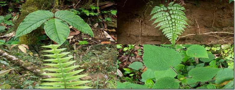 FernWorld
