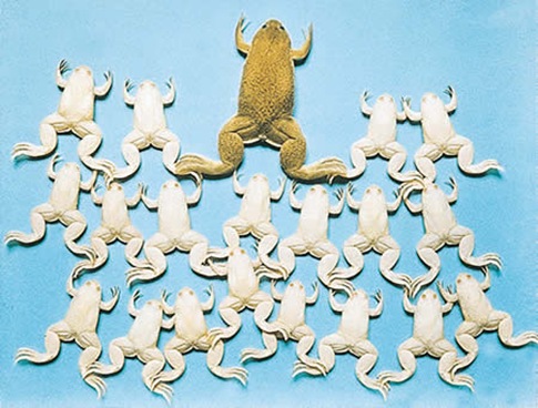 albinbo frogs