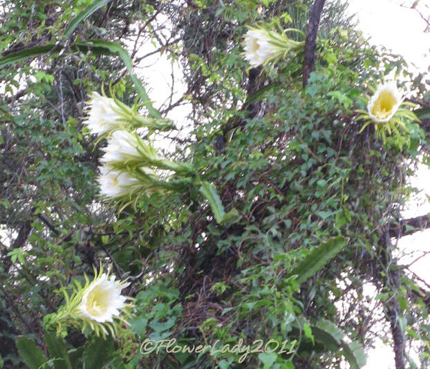 [09-22-night-blm-cactus4%255B4%255D.jpg]