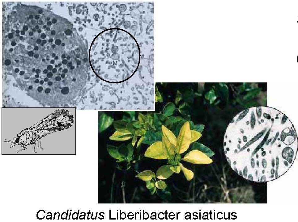 [Candidatus-Liberibacter-asiaticus%255B5%255D.jpg]