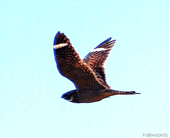 [7.%2520nighthawk-kab.jpg]