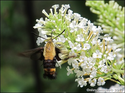 0823 clearwing moth (3)