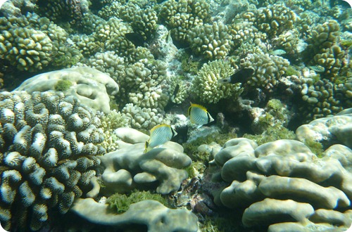 P1000451