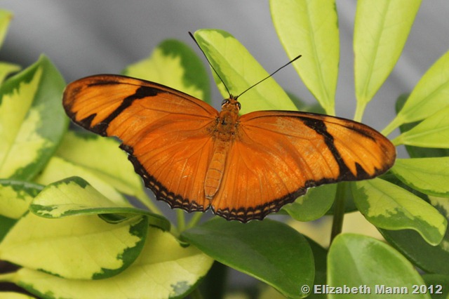 [julia%2520heliconia%255B1%255D.jpg]