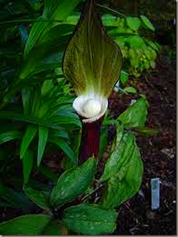 arisaema sikokianum