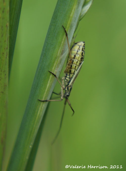 [Meadow%2520Plant%2520Bug%2520Leptopterna%2520dolabrata%255B2%255D.jpg]