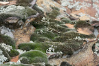Moss and Lichens (1).jpg