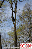 Bear Sighting On Winesap Land In Forshay - DSC_0048.JPG