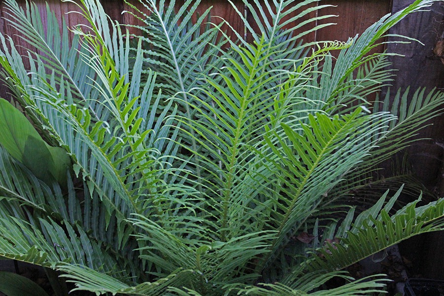 [110707_frontyard_blechnum_gibbum2.jpg]